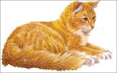 Qui, parmi ces guérisseurs/guérisseuses, ne croit pas au Clan des étoiles ?