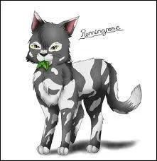 Quel(le) guérisseur/guérisseuse est mort(e) de vieillesse ?