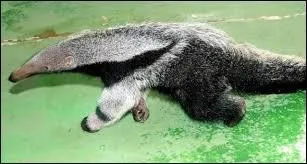 Le fourmilier g&eacute;ant est :