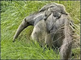 Combien de temps la gestation dure-t-elle ?