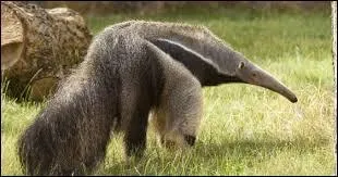 Le fourmilier g&eacute;ant est :