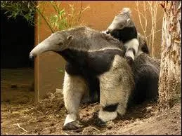 La taille minimale de cet animal est :