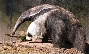 Qu'en est-il de sa taille maximale ?