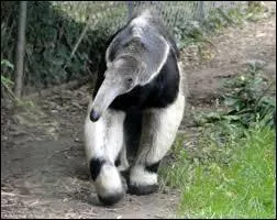 Les m&acirc;les p&egrave;sent de 33 kg &agrave; :