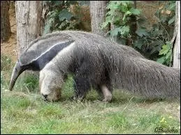 Qu'en est-il des femelles ?