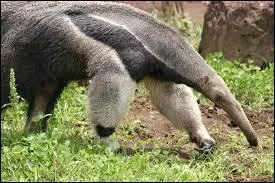 Quelle est la particularit&eacute; de sa langue ?