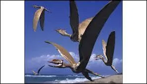 Où le premier fossile de l'espèce a-t-il été trouvé ?