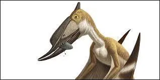 En quelle année a-t-on trouvé le premier fossile de cette espèce ?