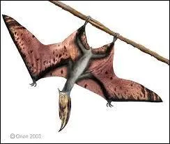 Avait-il des os dans ses ailes ?