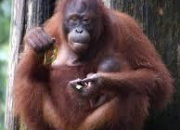 Quiz Les primates (7) - L'orang-outan