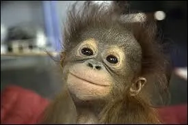 Quel sexe est le plus lourd ?