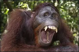 Combien d'heures l'orang-outan dort-il par jour ?