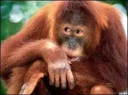 L'orang-outan est quadrumane. Autrement dit :