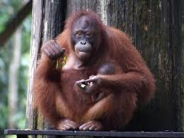 Quiz Primates