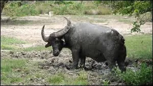 En moyenne, combien de temps la gestation dure-t-elle ?