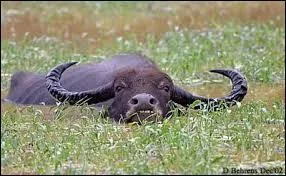 Quand le petit naît, comment son pelage est-il ?