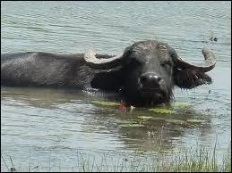 Qu'en est-il de sa taille maximale ?