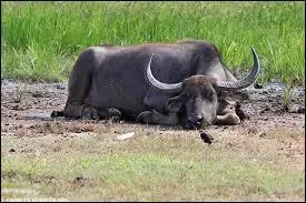 Combien mesure-t-il au minimum ? (hauteur)