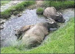 Quel(s) sexe(s) porte(nt) des cornes ?