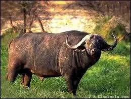 Le buffle d'Asie ne va jamais :