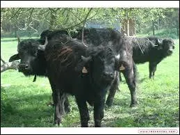 Le buffle d'Asie est :