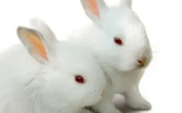 Quiz Lapins