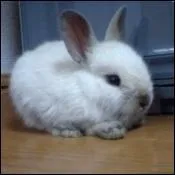 Les lapins hibernent en hiver.