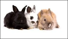 Quel est le nom scientifique du lapin ?