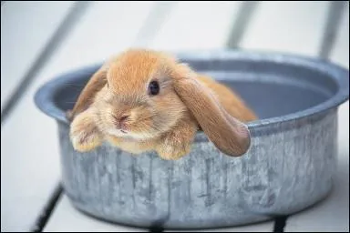 Le lapin domestique p&egrave;se en moyenne :