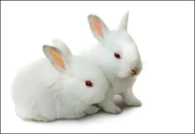 Le lapin domestique vit environ :