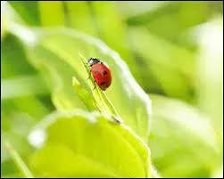 Comment s'appelle l'auteur de cette citation : "Placez votre main sur un poêle une minute et ça vous semble durer une heure. Asseyez vous auprès d'une jolie fille une heure et ça vous semble durer une minute. C'est ça la relativité." ?