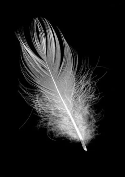 Les plumes signifient beaucoup pour cette vedette. La preuve, elle s'en est fait tatouer ! La plume représente qui, parmi ces vedettes ?