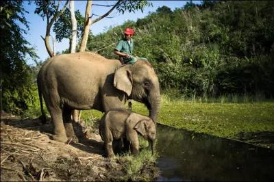 Le cornac est celui qui s'occupe d'un éléphant, étant à la fois son maître, son guide et son soigneur. Sous quel autre nom est-il parfois appelé ?