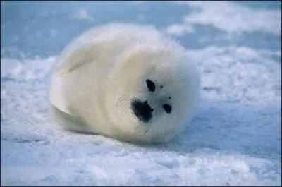 Quel est cet animal ?