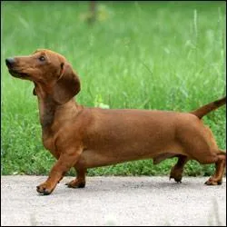 Trouvez la race de ce chien.