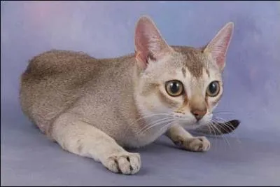 Trouvez la race de ce chat.