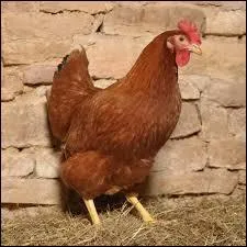 « La poule » se traduit par...