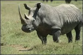 Lequel de ces termes ne désigne pas « le rhinocéros » ?