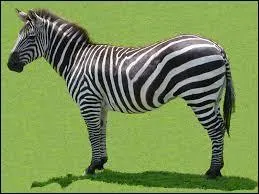 Comment dites-vous « le zèbre » ?