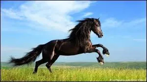 Comment dit-on « le cheval » ?