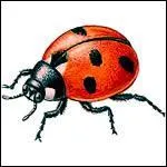 « La coccinelle » se dit :