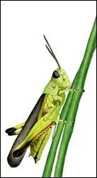 Et enfin, « le criquet » se traduit par...