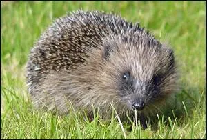 Comment se dit « le hérisson » en allemand ?
