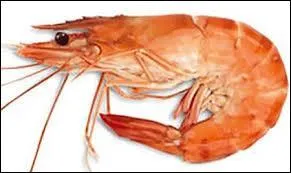 Et enfin, traduisez « la crevette ».