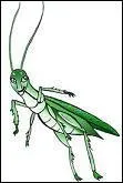 Traduisez « la sauterelle ».