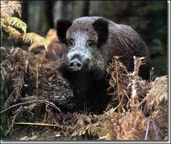 Comment dit-on « le sanglier » en allemand ?