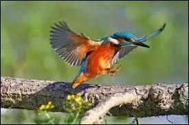 Regarde cet oiseau, ___ il est beau !