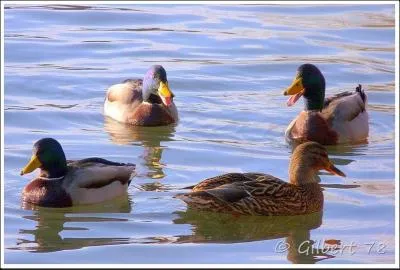 L'activité préférée des enfants aux bords de ces étangs, jeter notre vieux pain aux...