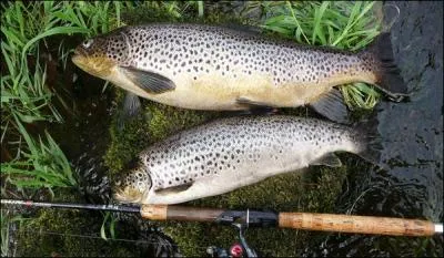 Mes beaux-parents sont venus passer trois jours à la maison. Avec mon fils et mon beau-père, nous avons passé une journée à la pêche à ...