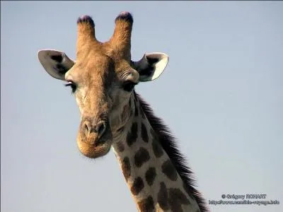 Si, en ce beau jour d'été, on vous impose de rester sur votre lieu de travail à ne rien faire, qu'allez-vous faire de moi ?